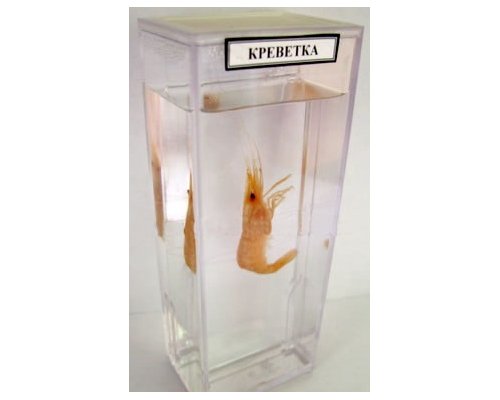 Влажный препарат "Креветка" Влажный препарат "Креветка"