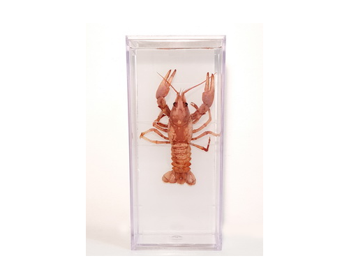 Влажный препарат "Рак речной"