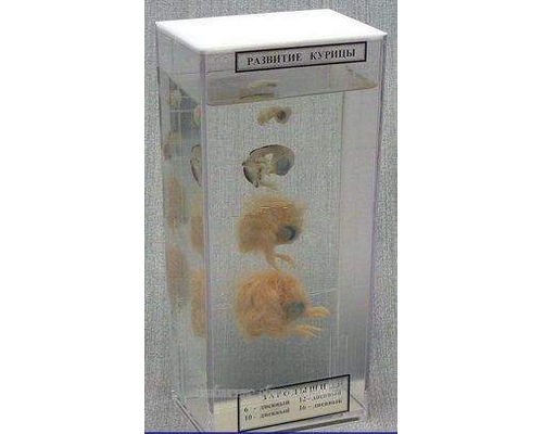 Влажный препарат "Развитие курицы"