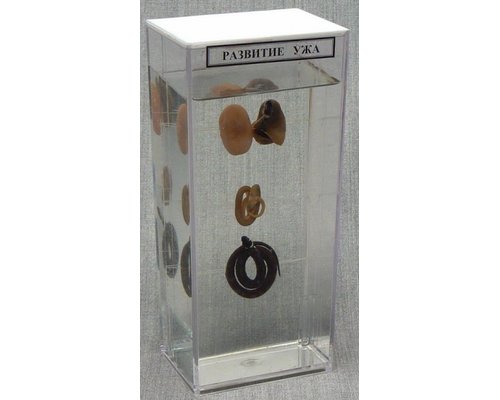 Влажный препарат Развитие ужа