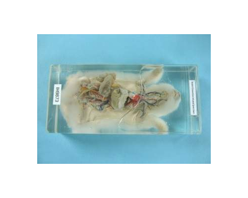 Влажный препарат Внутренне строение кролика