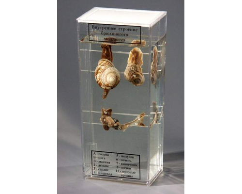 Влажный препарат "Внутреннее строение брюхоногого моллюска"