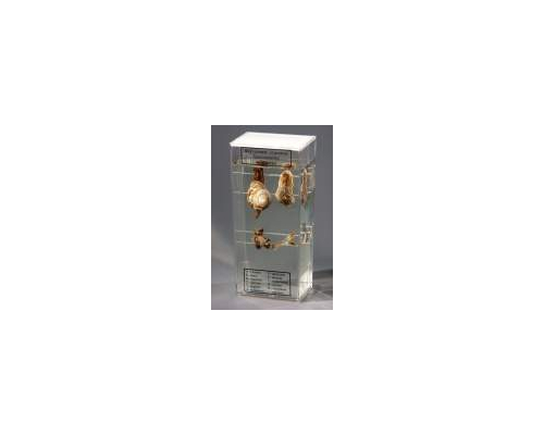 Влажный препарат "Внутреннее строение брюхоногого моллюска"