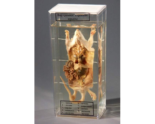 Влажный препарат "Внутреннее строение крысы"