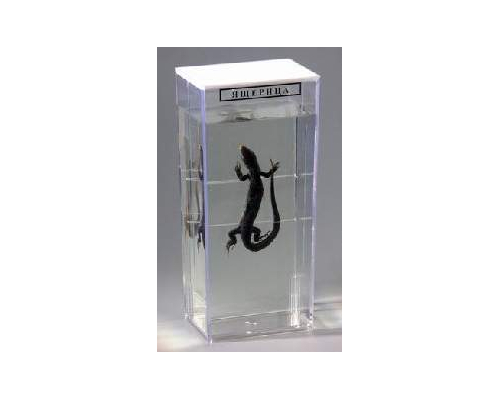 Влажный препарат "Ящерица"