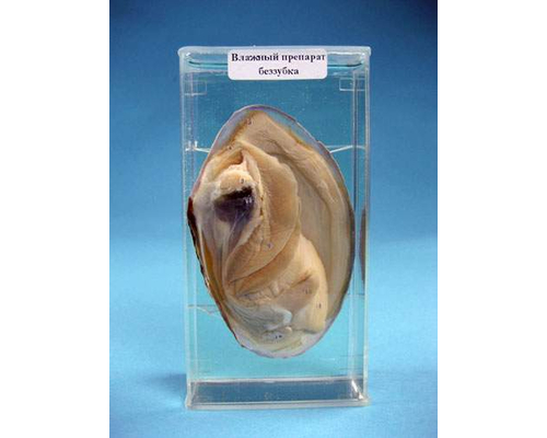 Влажный препарат "Земляной червь"