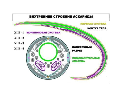 "Внутреннее строение аскариды" (4 листа) серия фолий