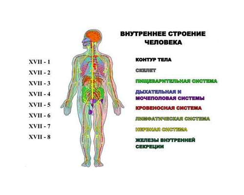 "Внутреннее строение человека" (8 листов) серия фолий