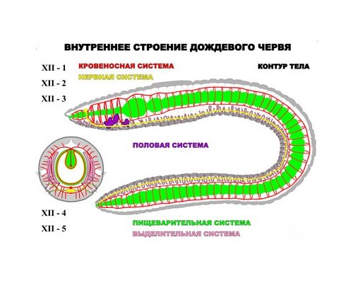 "Внутреннее строение дождевого червя" (5 листов) серия фолий