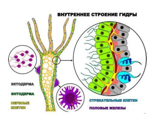 "Внутреннее строение гидры"  (4 листа) серия фолий