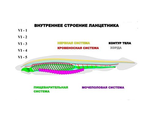 "Внутреннее строение ланцетника" (5 листов) серия фолий