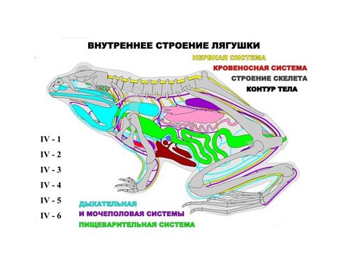 "Внутреннее строение лягушки" (4 листа) "Внутреннее строение лягушки" (4 листа)