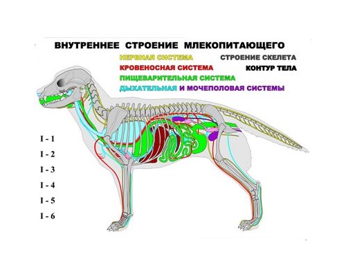 "Внутреннее строение млекопитающего" (6 листов) серия фолий "Внутреннее строение млекопитающего" (6 листов) серия фолий