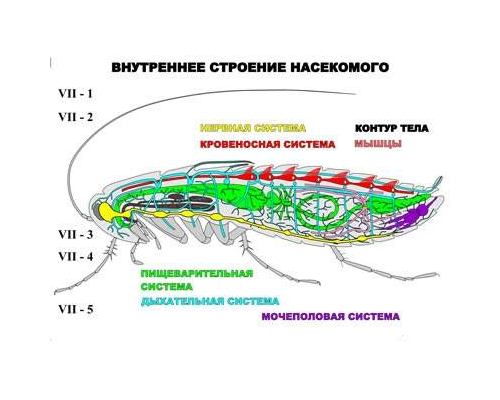 "Внутреннее строение насекомого" (5 листов) серия фолий