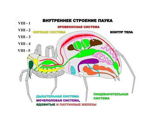 "Внутреннее строение паука" (5 листов) серия фолий