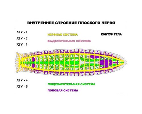 "Внутреннее строение плоского червя" (5 листов) серия фолий