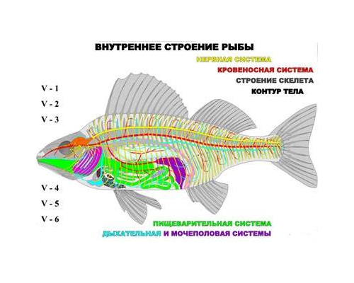 "Внутреннее строение рыбы" (6 листов) серия фолий