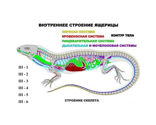 "Внутреннее строение ящерицы" (6 листов) серия фолий "Внутреннее строение ящерицы" (6 листов) серия фолий