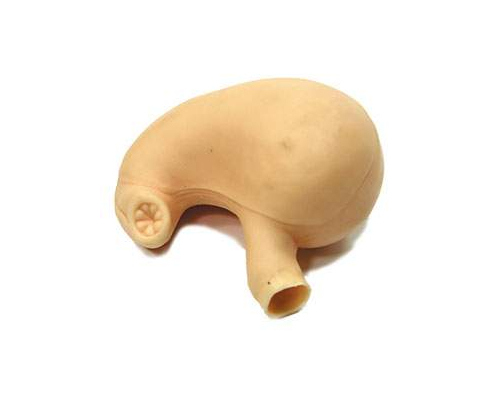 Желудок (для фантома головы  с пищеводом)