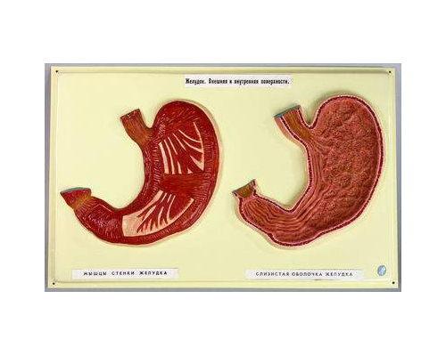 Желудок. Внешняя и внутренняя поверхности