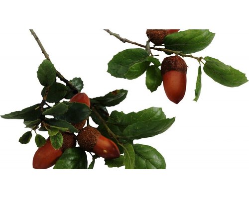 Жёлуди, ветка дуба