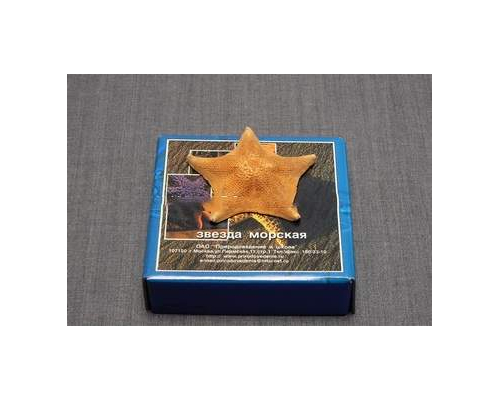 Звезда морская